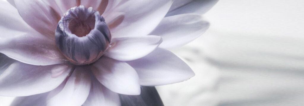 The Zen Zone Holistic Therapies in Peterborough